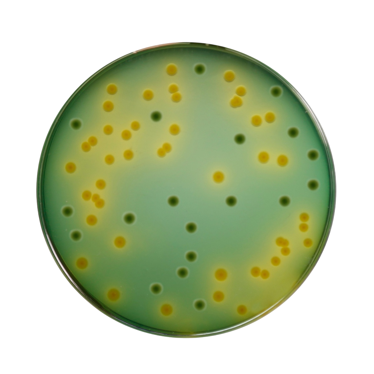 Himedia - TCBS Agar (M189-500G).