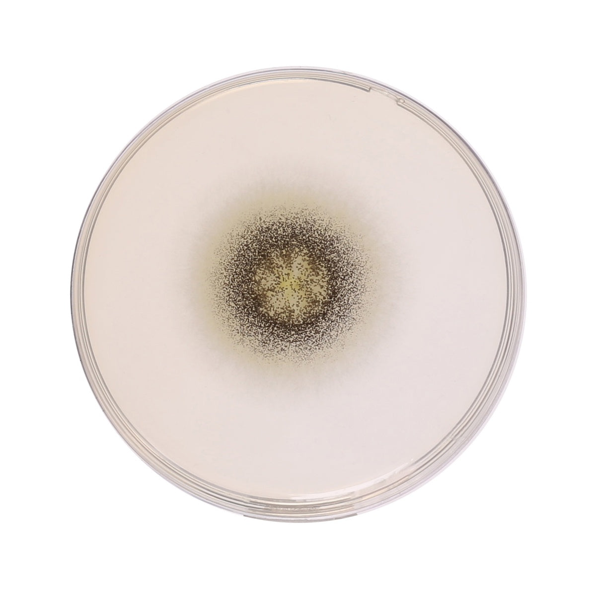 HiMedia - Sabouraud Dextrose Agar, Granulated (GM063-500G)