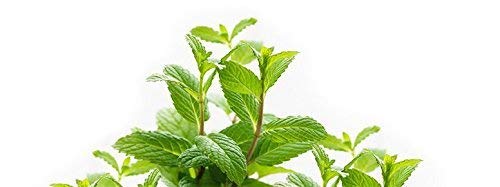 Gold Medal Öl (12er-Packung). 