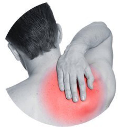 Gold Medal Öl (12er-Packung). 