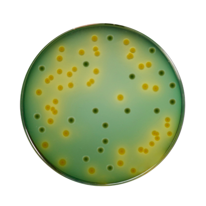 Himedia - TCBS Agar (M189-500G).